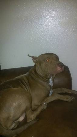 2 10 wk old female pit puppies (sw okc)