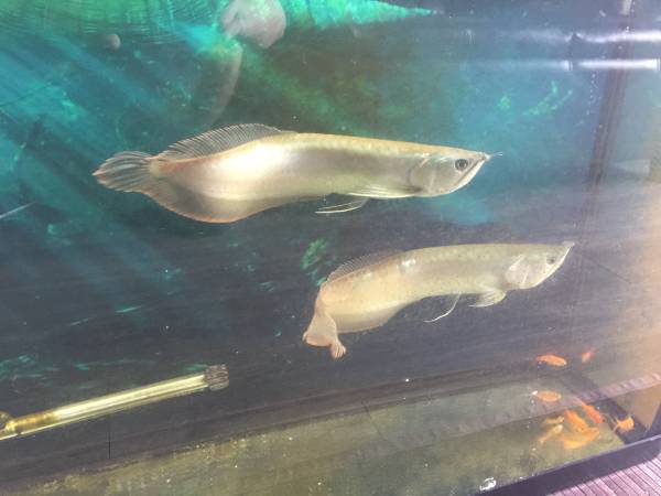 2 arowana fish (Hammocks)