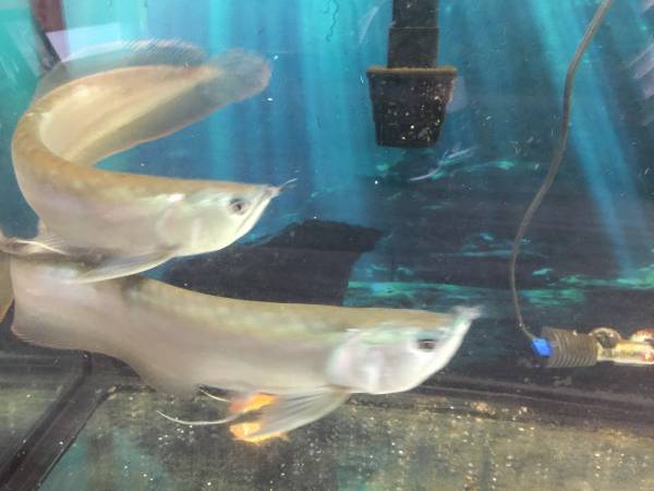 2 arowana fish (Hammocks)