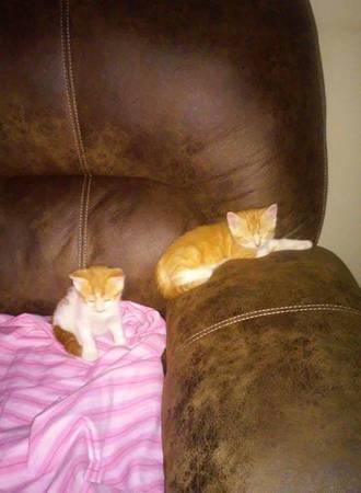 2 Baby boy kittens (Eastpointe)