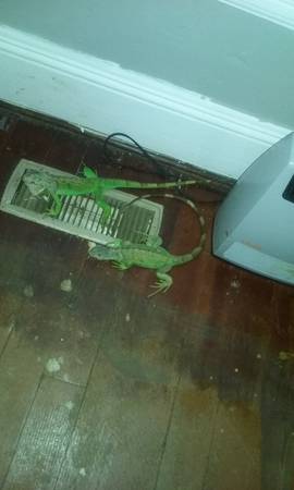 2 baby iguanas for sale 50 each need gone asap (new britain ct)