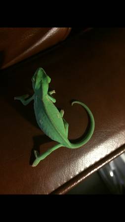 2 baby veiled chameleons (New Orleans)