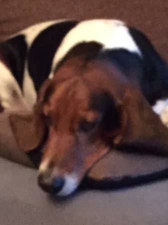 2 Bassett Hounds (Bellevue)