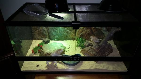 2 Bearded Dragon LOWERED (Waukesha)