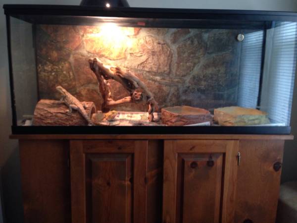 2 beardies with all supplies (Centreville)