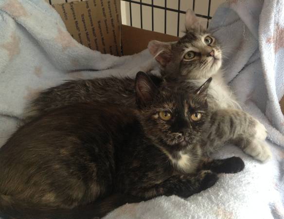 2 beautiful kittens looking for a home (Queensbury NY)