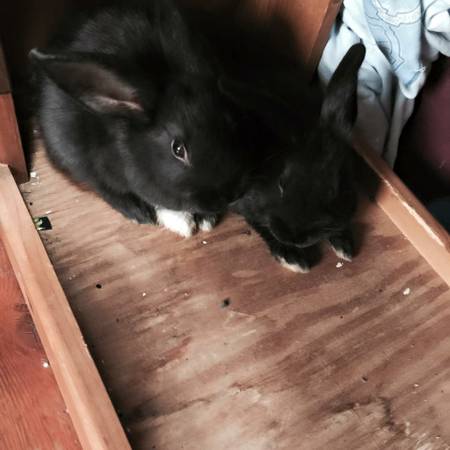 2 Black Bunnies (Somersworth)