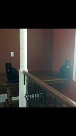 2 black cats (Mentor, OH)