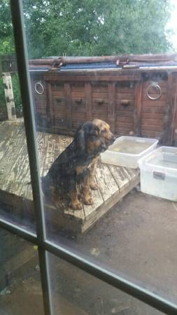 2 bloodhound pups (purcell)