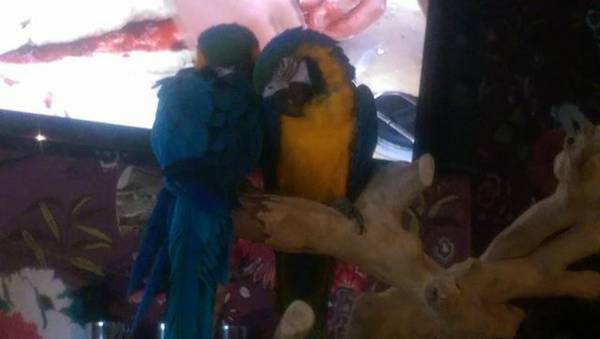 2 Blue and Gold Macaws with cage, java tree and accessories
