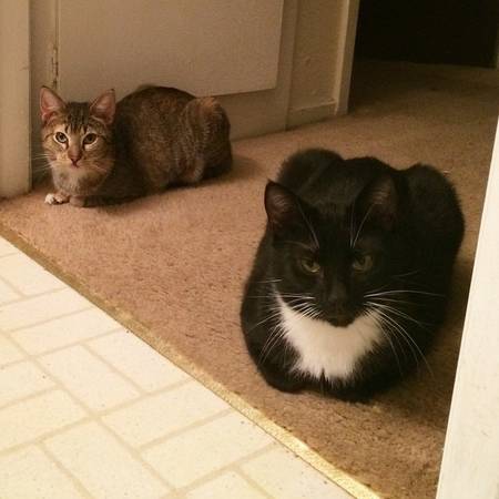 2 bonded, sweet, shy, young boygirl cats seek home together (oakland piedmont  montclair)