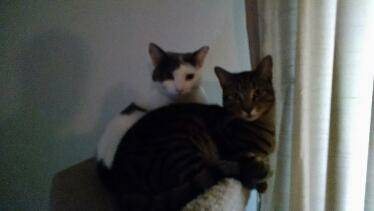 2 Cats in need of loving home