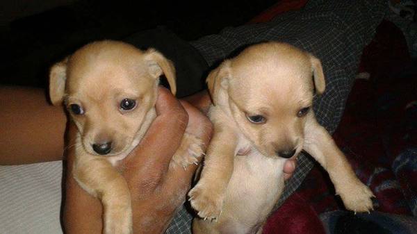 2 Chihuahua male pups (Aurora)