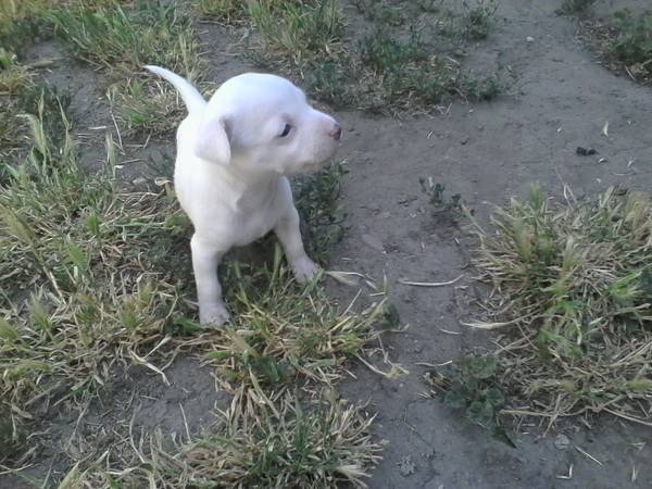 2 Chihuahua puppies females (Huntington)