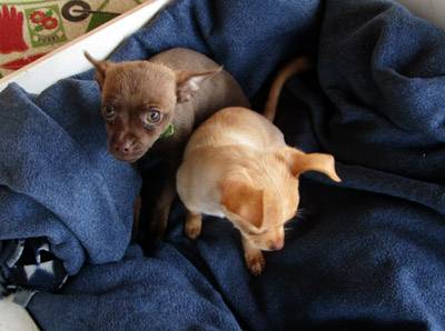 2 Chihuahua Puppies (Idaho CityBoise)