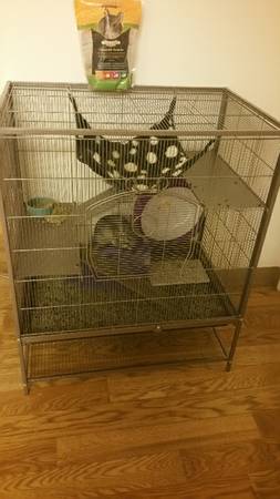 2 chinchillas with cage and everything you39ll need