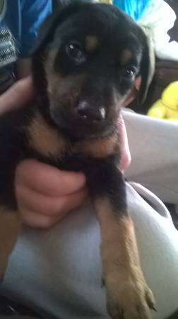 2 doberman puppies (corinth ky)