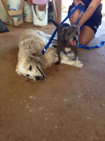 2 dogs found running around Kekaha Kauai (Kekaha)