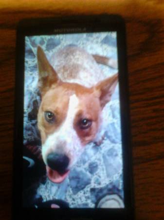 2 dogs need home (Brookpark)