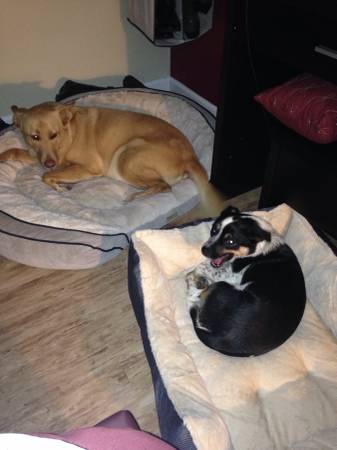 2 dogs need to be re homed (St Charles)