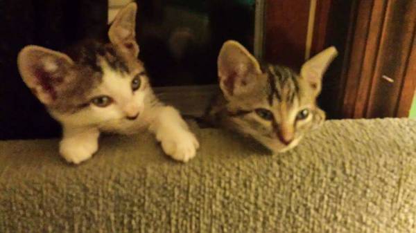 2 female 20 week old kittensSmall rehoming fee (Braintree)