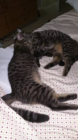 2 Female Cats (haines city)