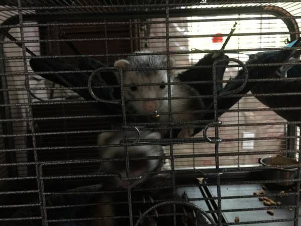 2 Female Ferrets WNice cage (Poulsbo)