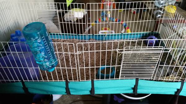 2 female guinea pigs and large cage (lavergne)