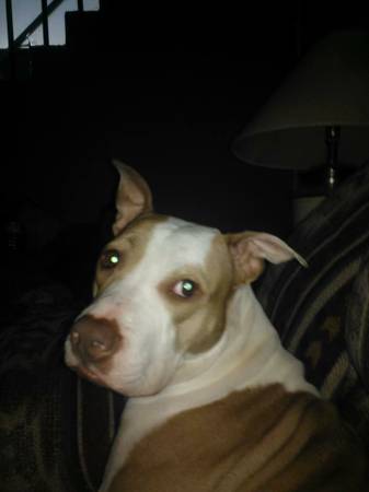 2 female pits (fargo)