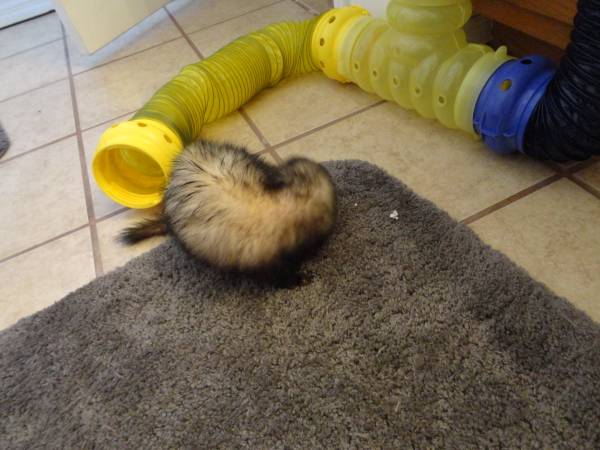 2 FERRETS   150.00 WITH CAGE (APACHE JUNCTION)