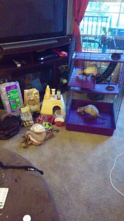 2 ferrets and toys and cage (Decatur)