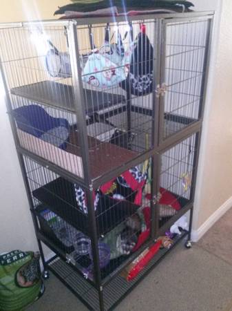 2 ferrets plus cage and toys (nlv)