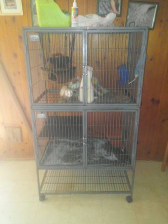 2 ferrets with 2 story cage (perryville)