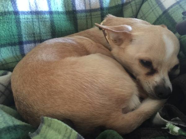 2 Fixed Male Chihuahuas for Rehome Together (Beaverton, OR)