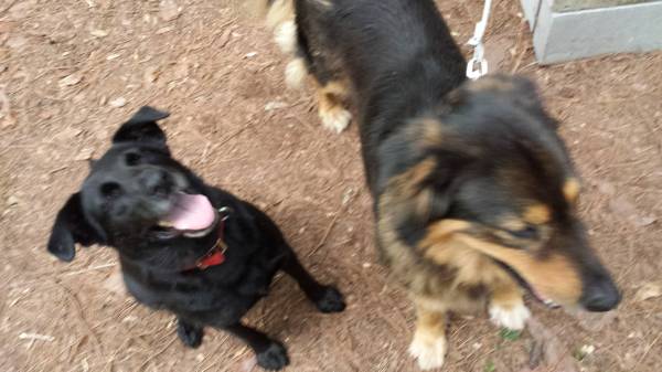2 Free Adult Female Dogs to Right Home (Irmo)
