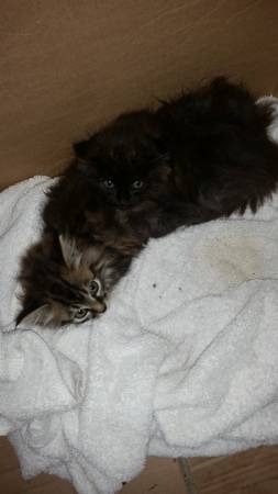2 free kittens (Franklin creek)