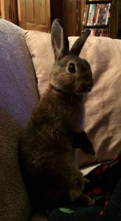 2 Free Rabbits Looking For a Good Home (Mendon)