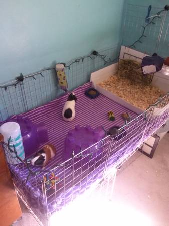 2 girl guinea pigs CC cage (winter springs)