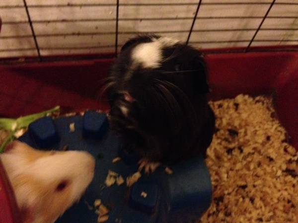 2 Guinea Pigs (Mason)