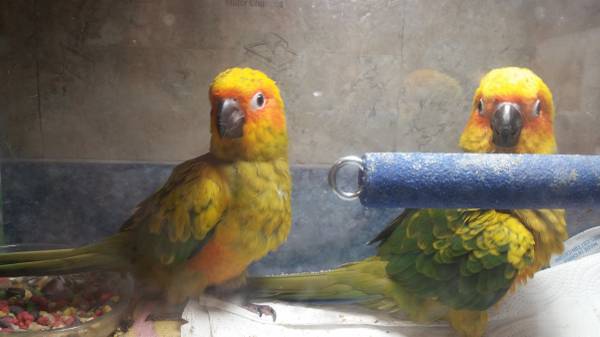 2 handfeed baby sun conure parrot (United States)