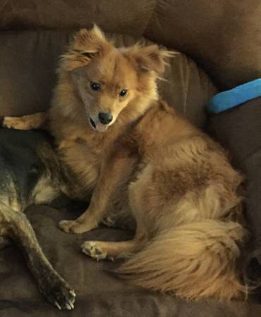 2 handsome young male dogs (Parma)
