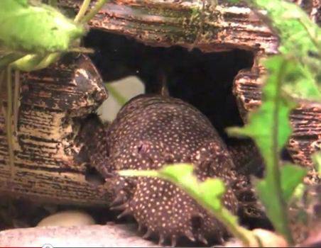 2 inches to 3.5 inches Black Bristlenose Plecos Fresh Water Fish (Tosa)