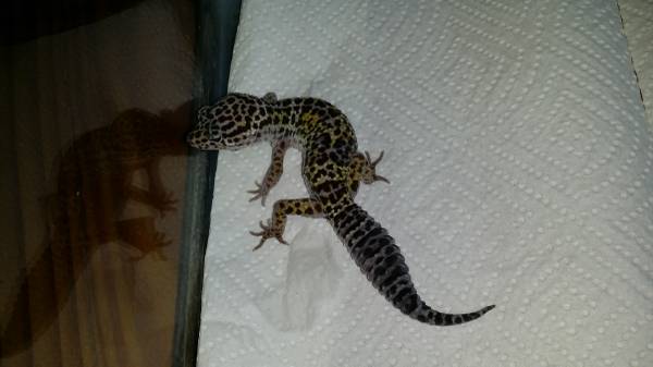 2 Leopard Geckos with set ups (Gulfport)