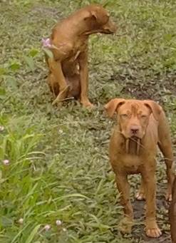 2 lost dogs Govt Beach Road between Hawaiian Beaches REWARD (Hawaiian Beaches)