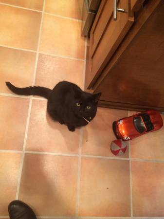 2 male 10month old kittens NEED FOREVER HOME (Kennesaw Ga)