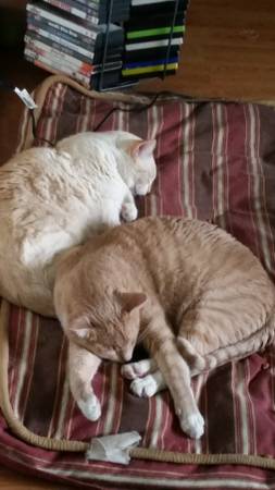 2 male cats need home (meridian)
