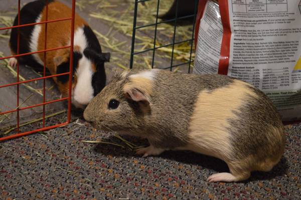 2 male Guinea Pigs to good home (plus cage and other supplies) (Cambridge, MA)