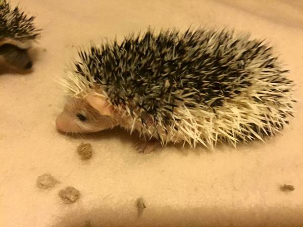2 male hedgehogs (cecil county)