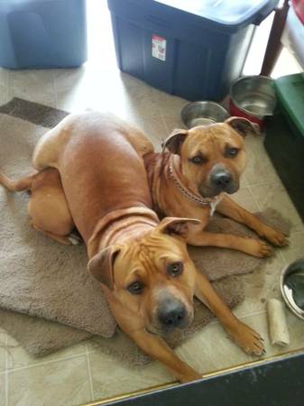 2 male pitbull dogs for adoption (Nampa)