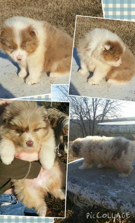 2 Male red Merle Asdr Aussie pups (Tupelo)